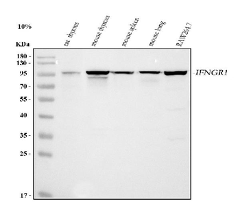 Ifngr1 Rabbit Polyclonal Antibody