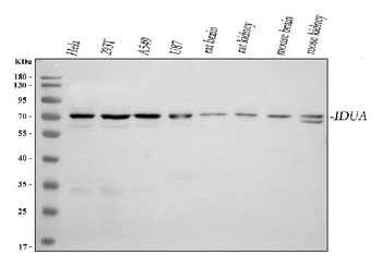 IDUA Rabbit Polyclonal Antibody