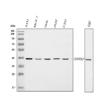 IDH3G Antibody