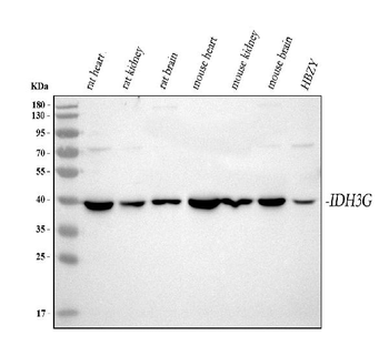 IDH3G Antibody