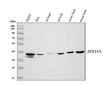 IDH3A Rabbit Polyclonal Antibody