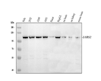 IARS2 Rabbit Polyclonal Antibody