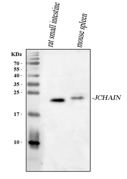 JCHAIN Rabbit Polyclonal Antibody