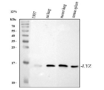 Lysozyme/LYZ Rabbit Polyclonal Antibody