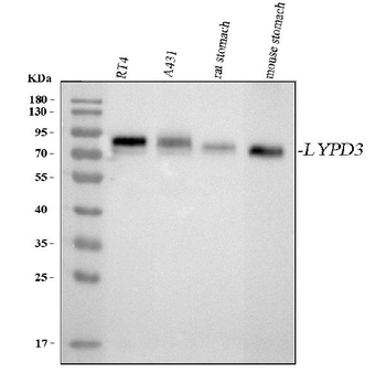 LYPD3 Rabbit Polyclonal Antibody
