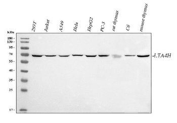 LTA4H Antibody