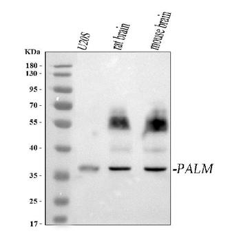 PALM Rabbit Polyclonal Antibody