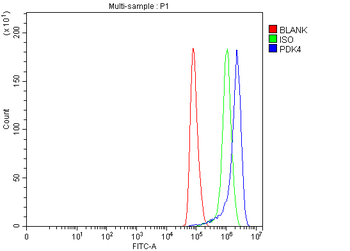 PDK4 Rabbit Polyclonal Antibody