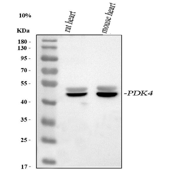 PDK4 Rabbit Polyclonal Antibody