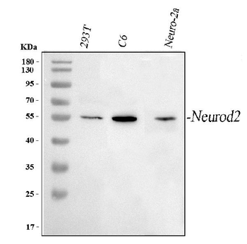 NEUROD2 Rabbit Polyclonal Antibody