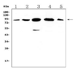Gelsolin Gsn Mouse Monoclonal Antibody