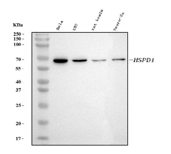 HSP60 Hspd1 Mouse Monoclonal Antibody