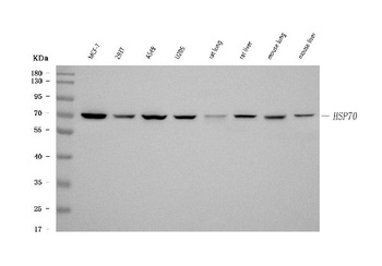 HSP70 Hspa1b Mouse Monoclonal Antibody
