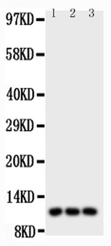 I-309/CCL1 IGF1R/309 Rabbit Polyclonal Antibody