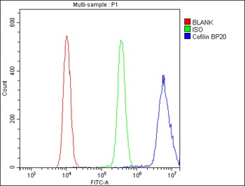 Cofilin/CFL1 Antibody