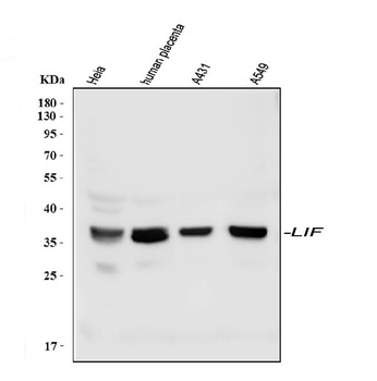 LIF Rabbit Polyclonal Antibody