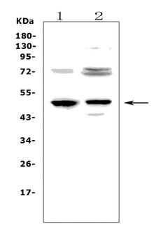 CD23/FCER2 Antibody