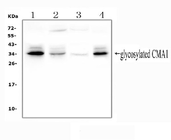 Mast Cell Chymase/CMA1 Rabbit Polyclonal Antibody