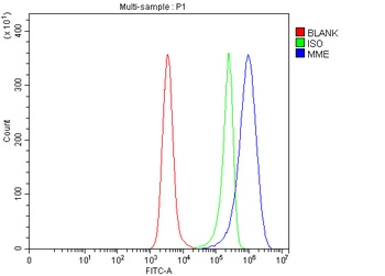 CD10/MME Antibody