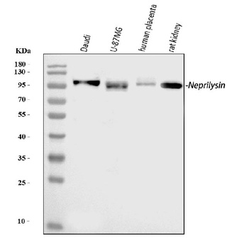 CD10/MME Antibody