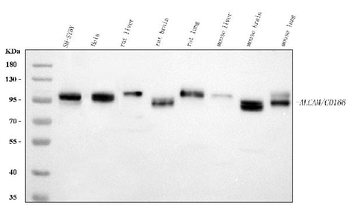 CD166/ALCAM Antibody