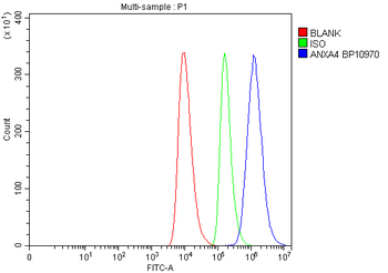 Annexin IV/ANXA4 Antibody