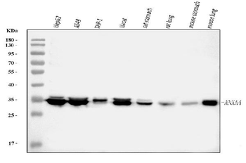 Annexin IV/ANXA4 Antibody