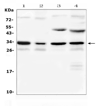 Aquaporin 3/Aqp3 Rabbit Polyclonal Antibody
