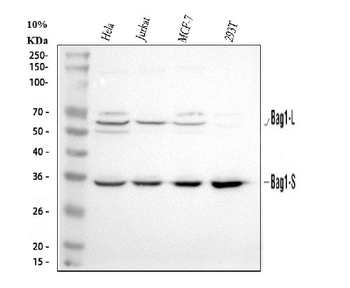 Bag1 Antibody