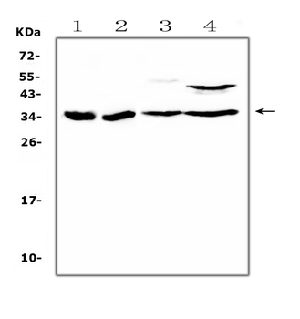BRMS1 Rabbit Polyclonal Antibody