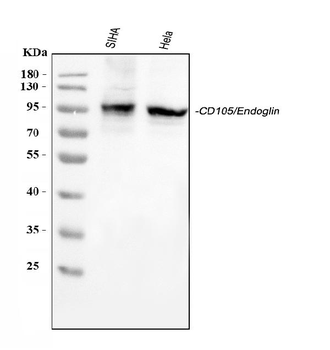 CD105/ENG Rabbit Polyclonal Antibody