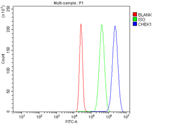 Chk1/CHEK1 Rabbit Polyclonal Antibody