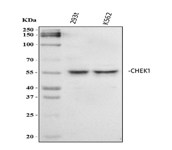Chk1/CHEK1 Rabbit Polyclonal Antibody