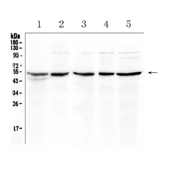 EIF3e Rabbit Polyclonal Antibody