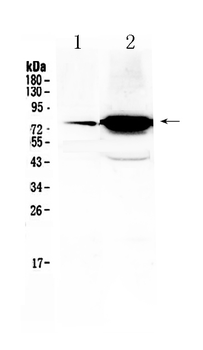 FSH Receptor/FSHR Rabbit Polyclonal Antibody