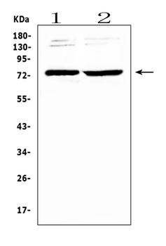 GAS 6/GAS6 Antibody