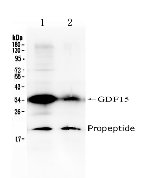 GDF15 Rabbit Polyclonal Antibody