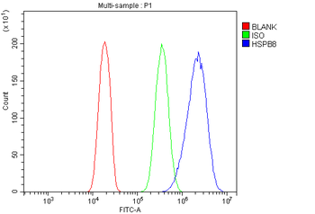 HSPB8/Hsp22 Antibody