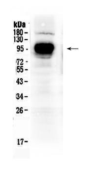 IFNGR1 Rabbit Polyclonal Antibody