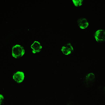 Cyclophilin A/PPIA Rabbit Polyclonal Antibody