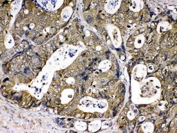 Cyclophilin A/PPIA Rabbit Polyclonal Antibody