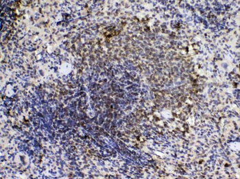 Cyclophilin A/PPIA Rabbit Polyclonal Antibody