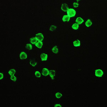 Cyclophilin A/PPIA Rabbit Polyclonal Antibody