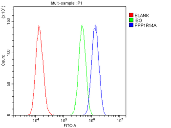 CPI17 alpha/PPP1R14A Antibody