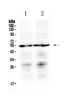 Prostaglandin E Receptor EP4/PTGER4 Rabbit Polyclonal Antibody