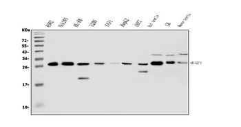 RanBP1 Rabbit Polyclonal Antibody