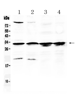 RPS6 Rabbit Polyclonal Antibody