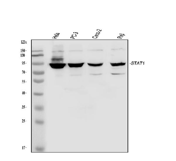 STAT1 Rabbit Polyclonal Antibody