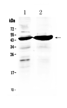 TFPI Rabbit Polyclonal Antibody