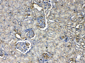 Thrombopoietin/Thpo Rabbit Polyclonal Antibody